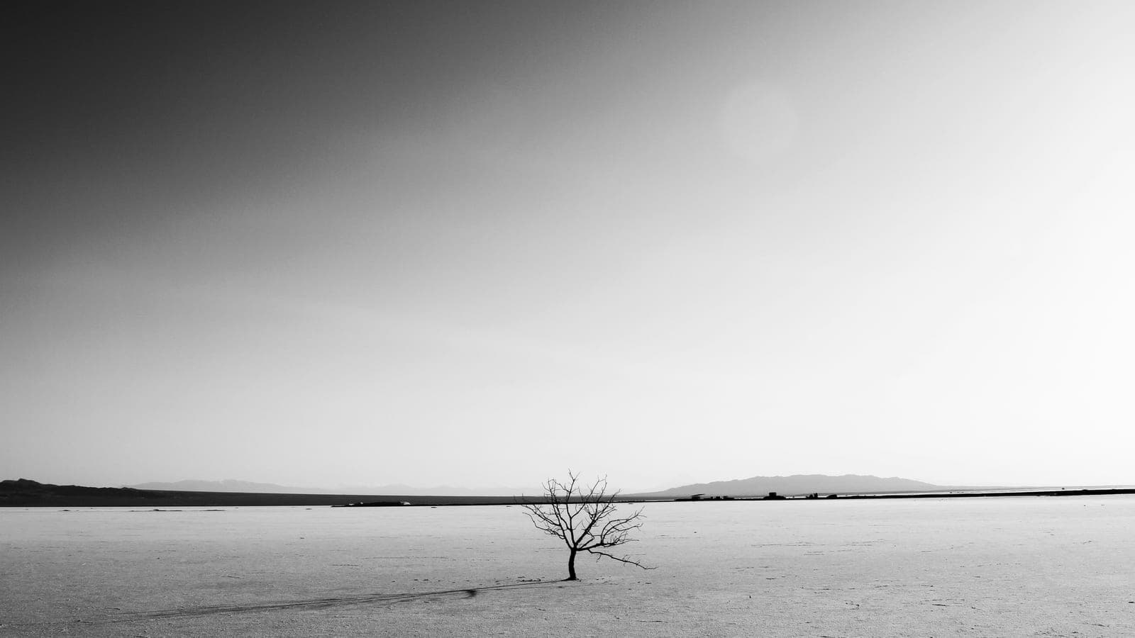 A lone tree stands in the middle of a plain