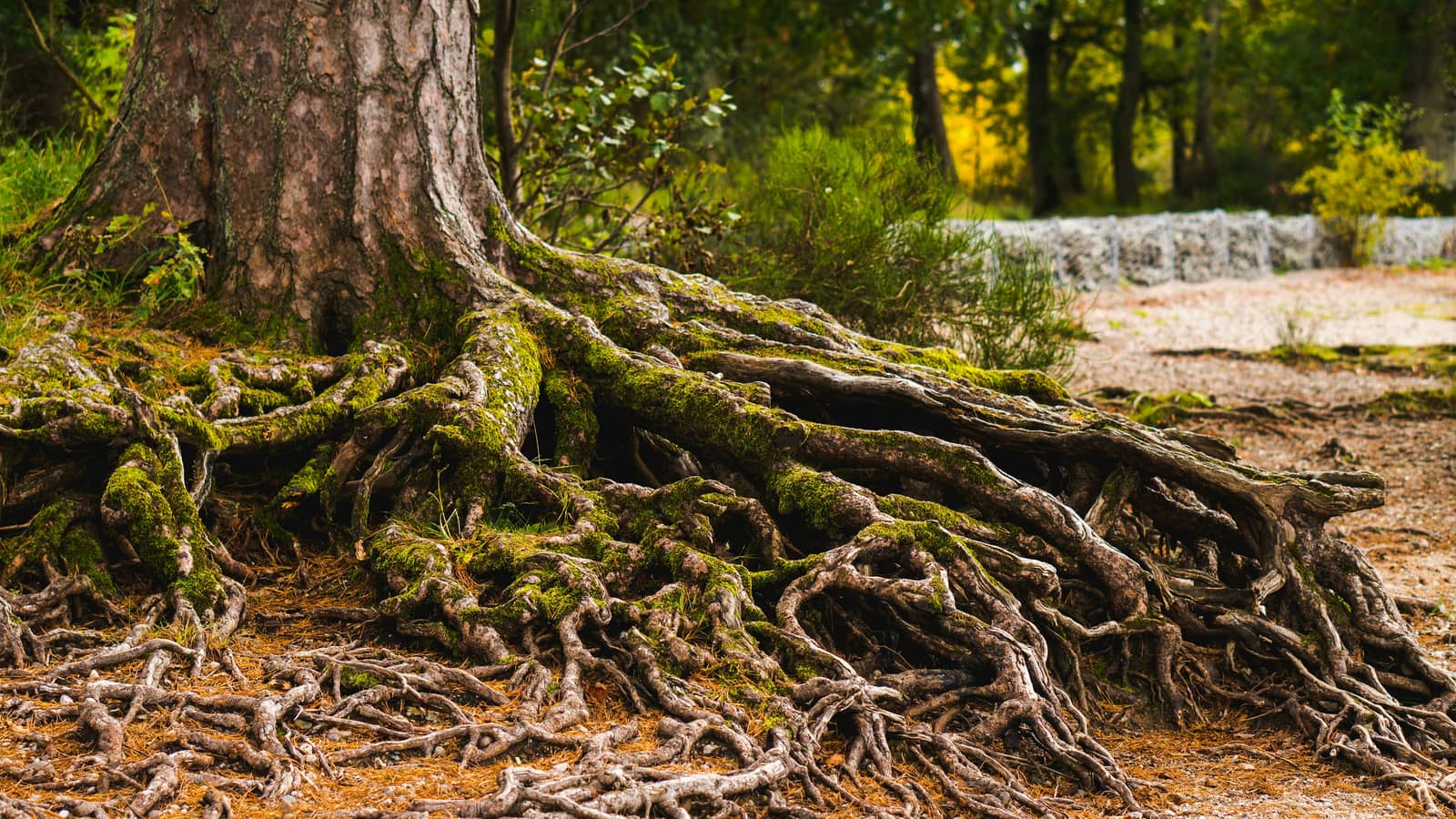 Exposed tree roots